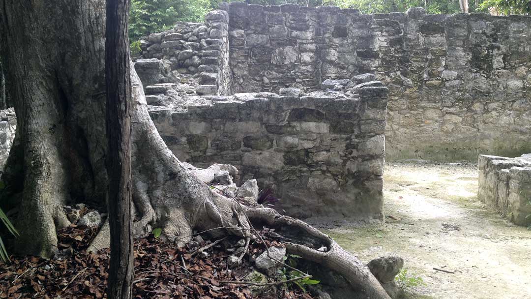 Coba-Papaya-Group-09