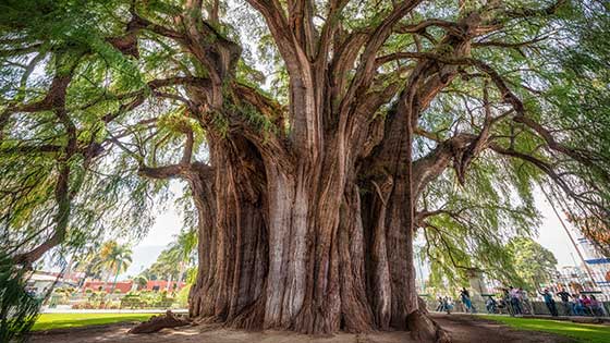 Árbol del Tule