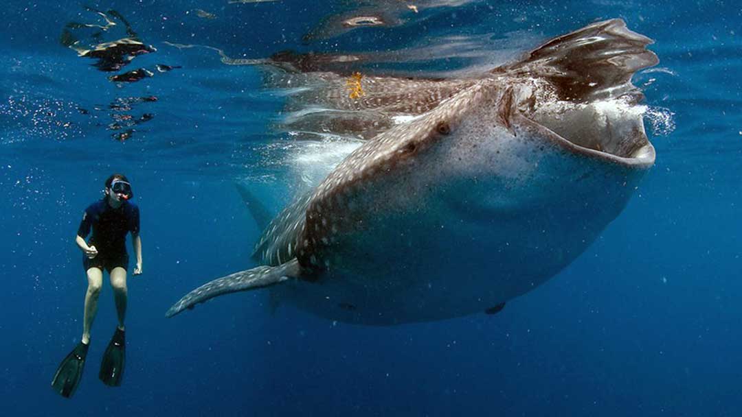tiburon-ballena-01