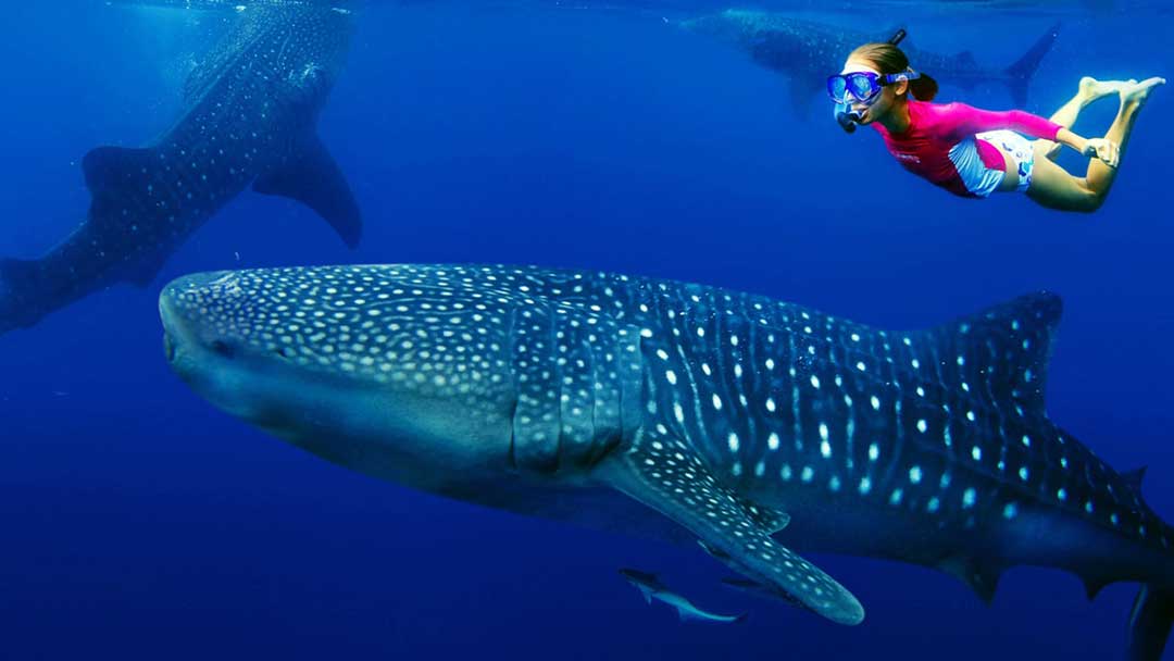 tiburon-ballena-02
