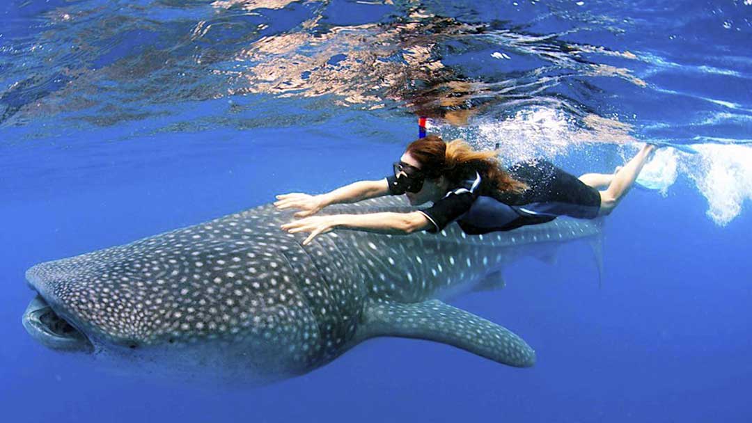 tiburon-ballena-04