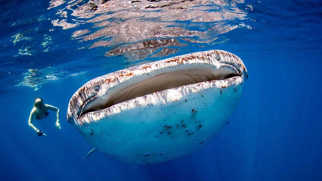 tiburon-ballena-05