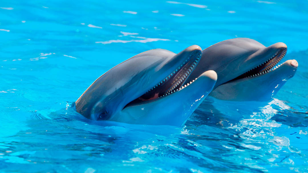 nadar-con-delfines-01