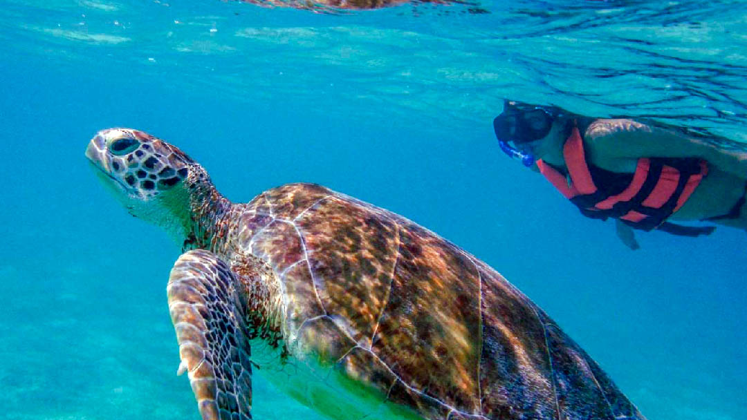 nadar-con-tortugas-01