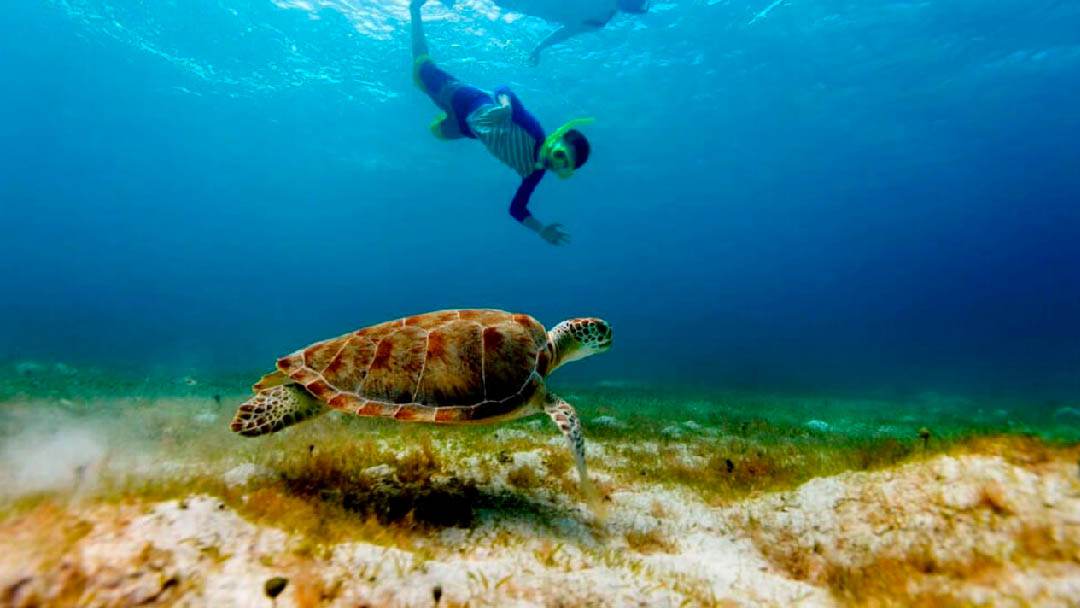 nadar-con-tortugas-02