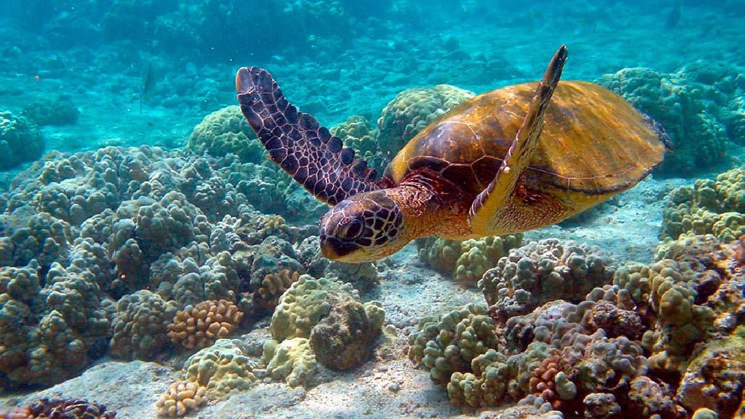 nadar-con-tortugas-03